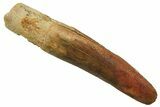 Fossil Sauropod Dinosaur (Titanosaur) Tooth - Morocco #298677-1
